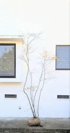 2026年最新】ドウダンツツジ 山採りの人気アイテム - メルカリ