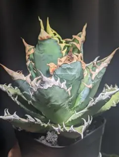 2026年最新】ゴリ猫の人気アイテム - メルカリ