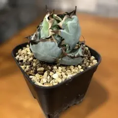 2026年最新】チタノタBBの人気アイテム - メルカリ