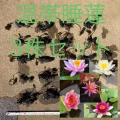 2026年最新】熱帯性睡蓮の人気アイテム - メルカリ