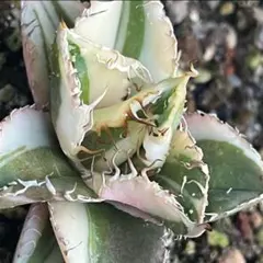 2026年最新】アガベ豆豆龍の人気アイテム - メルカリ