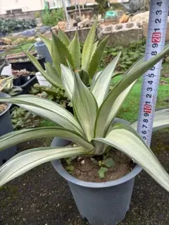 2026年最新】アガベクイックシルバーの人気アイテム - メルカリ