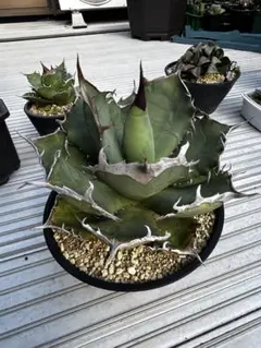 2026年最新】アガベ イランの人気アイテム - メルカリ