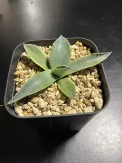 2026年最新】オルカ アガベの人気アイテム - メルカリ