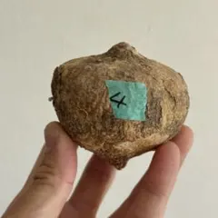 2026年最新】アデニア オバタの人気アイテム - メルカリ