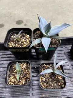 2026年最新】アガベ星空の人気アイテム - メルカリ