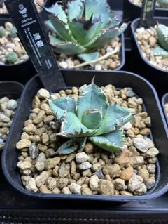 2026年最新】清櫻 子株の人気アイテム - メルカリ