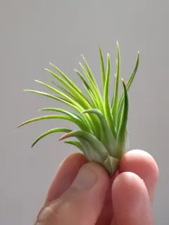 2026年最新】ヘッジ イオナンタの人気アイテム - メルカリ