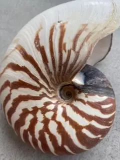 2026年最新】オオベソオウムガイの人気アイテム - メルカリ