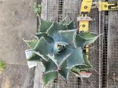 2026年最新】パラサナ マルガリータの人気アイテム - メルカリ