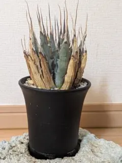 2026年最新】アガベ エボリスピナの人気アイテム - メルカリ