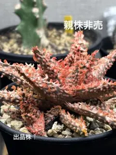 2026年最新】アロエハイブリッドの人気アイテム - メルカリ