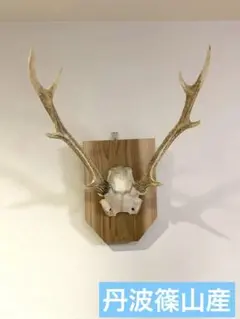 2026年最新】鹿 トロフィーの人気アイテム - メルカリ