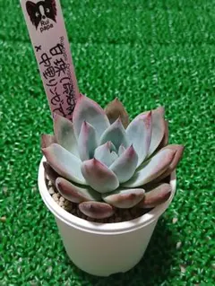 2026年最新】ルイパパの人気アイテム - メルカリ