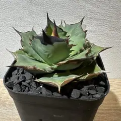 2026年最新】キングアーサー アガベの人気アイテム - メルカリ