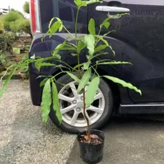 2026年最新】アチャチャイルの人気アイテム - メルカリ