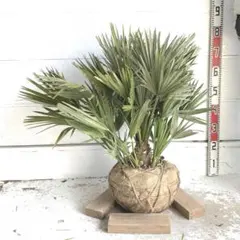 2026年最新】チャメロプス ボルケーノの人気アイテム - メルカリ