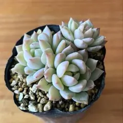 2026年最新】ダーリーサンシャインの人気アイテム - メルカリ