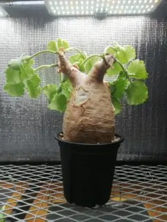 2026年最新】キフォステンマの人気アイテム - メルカリ