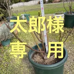 2026年最新】ジェフハミルトン 苗の人気アイテム - メルカリ