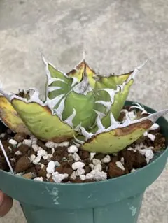 2026年最新】オアハカ現地株の人気アイテム - メルカリ