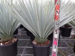 2026年最新】ユッカ マルデヌベスの人気アイテム - メルカリ