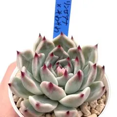 2026年最新】おらい そわそわの人気アイテム - メルカリ