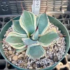 2026年最新】オリザバ アガベの人気アイテム - メルカリ