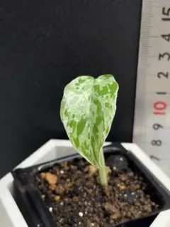 2026年最新】モンステラ 組織培養の人気アイテム - メルカリ