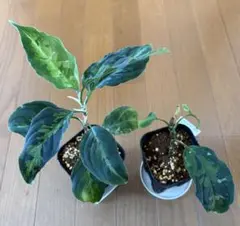 2026年最新】アグラオネマ ピクタム マルチカラーの人気アイテム