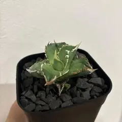 2026年最新】白毫刺の人気アイテム - メルカリ