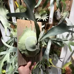 2026年最新】veitchii wild australiaの人気アイテム - メルカリ