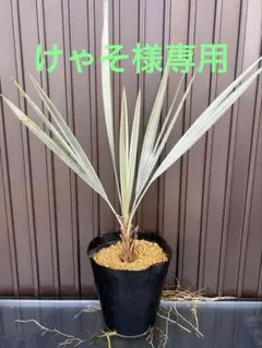 2026年最新】ブラヘア アルマータの人気アイテム - メルカリ