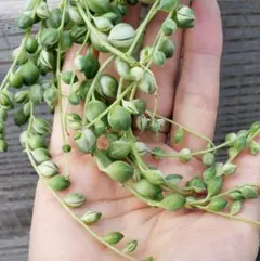 2026年最新】斑入りグリーンネックレス マーブルネックレスの人気