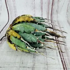 2026年最新】エボリスピナ 現地の人気アイテム - メルカリ