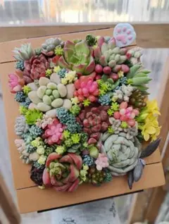 2026年最新】多肉植物寄せ植え そのまま飾れるの人気アイテム - メルカリ