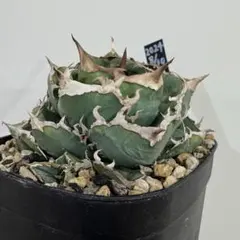 2026年最新】cjspecialの人気アイテム - メルカリ