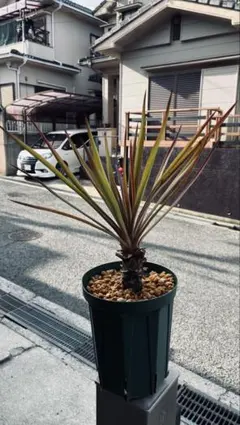 2026年最新】ユッカ アロイフォリアの人気アイテム - メルカリ