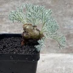 2026年最新】ムルチフィズムの人気アイテム - メルカリ