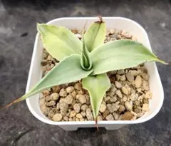 2026年最新】オバティフォリアの人気アイテム - メルカリ