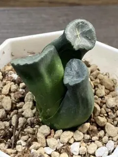 2026年最新】ハオルチア 万象の人気アイテム - メルカリ