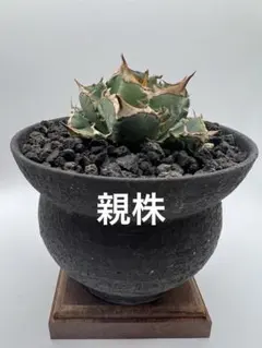 2026年最新】lize産 アガベの人気アイテム - メルカリ