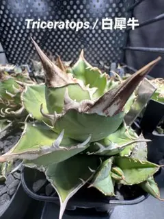 2026年最新】トリケラトプス アガベの人気アイテム - メルカリ