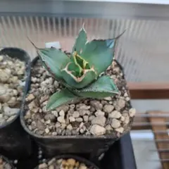 2026年最新】アガベ子株の人気アイテム - メルカリ