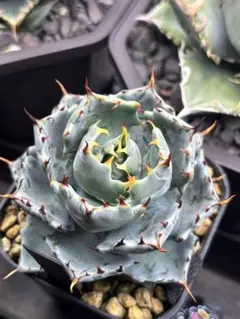 2026年最新】イシスメンシス 姫蠍蟹の人気アイテム - メルカリ