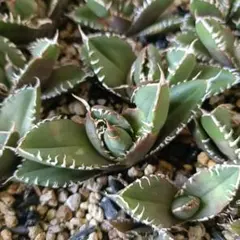 2026年最新】スナグルトゥース 子株の人気アイテム - メルカリ