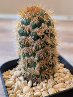 2026年最新】トリコケレウスの人気アイテム - メルカリ