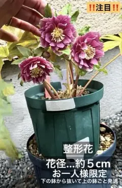 2026年最新】広瀬園芸の人気アイテム - メルカリ