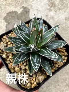 2026年最新】アガベ 姫笹の雪の人気アイテム - メルカリ