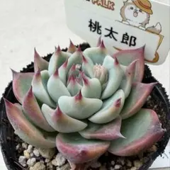 2026年最新】ファームパルクさん苗の人気アイテム - メルカリ